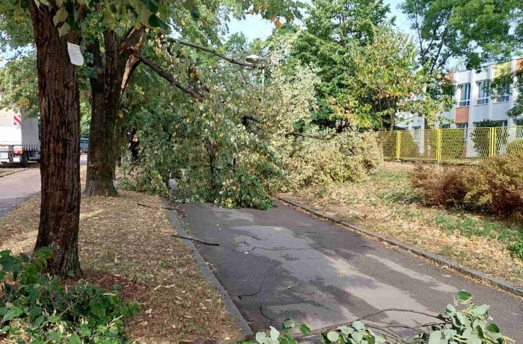 Vjetar oštetio stabla u Banjaluci