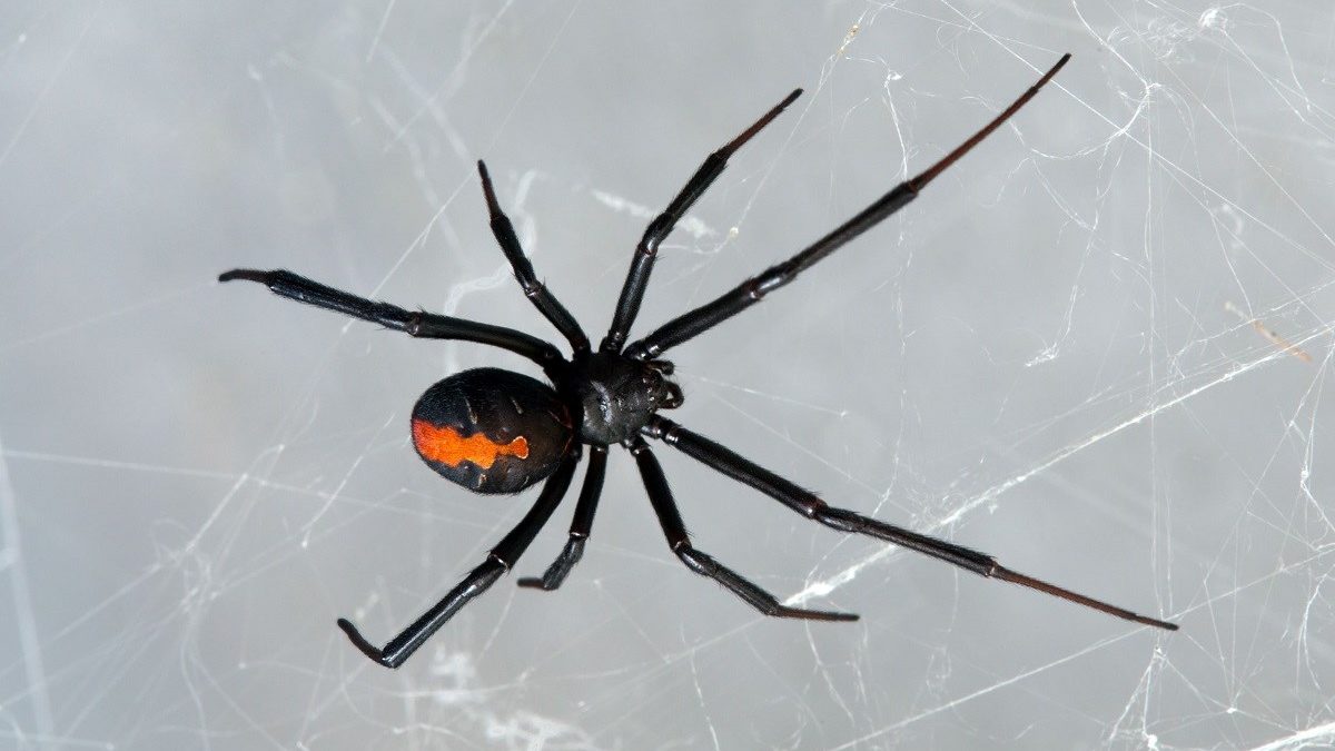 Crna udovica u stanu u centru Trebinja: Najopasniji pauk u Evropi hodao zidom sobe