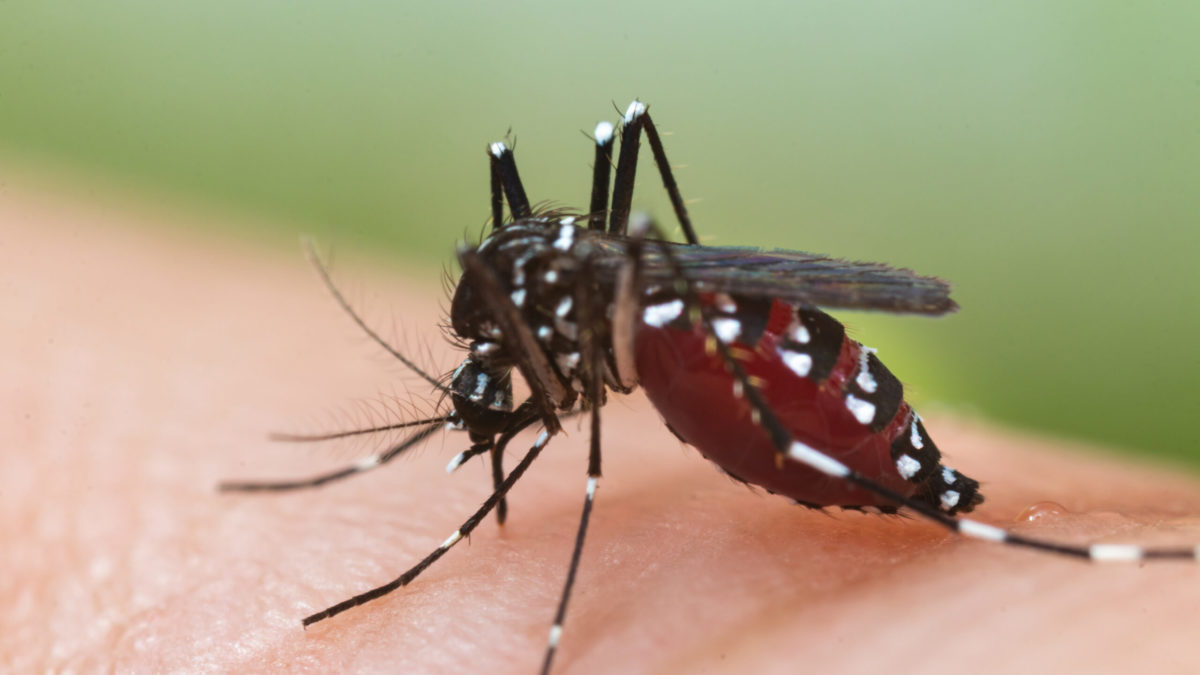 U ponedjeljak i utorak zaprašivanje komaraca na području Banjaluke