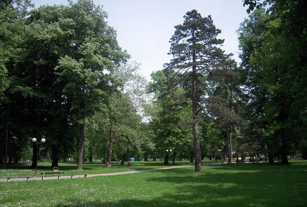 Njega starih stabala u Parku „Mladen Stojanović“