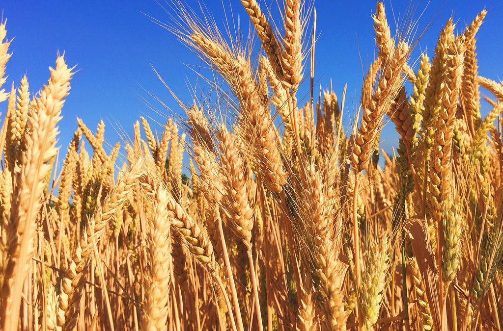 Ratari prizivaju veću otkupnu cijenu pšenice
