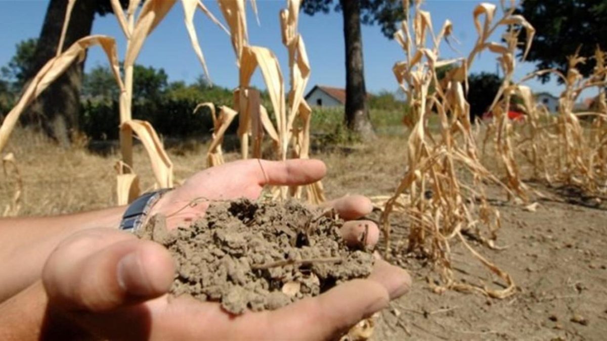 Prinos kukuruza zbog suše će biti prepolovljen ove godine u Bosanskom Novom