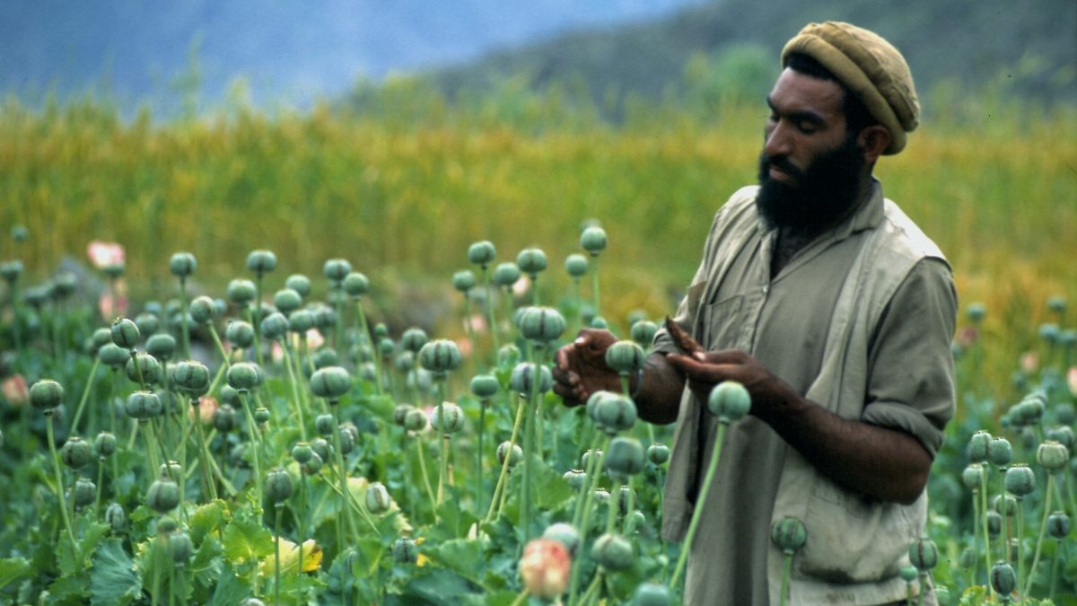 Proizvodnja maka u Avganistanu pala čak 95 odsto: Nastaju mnogi problemi?